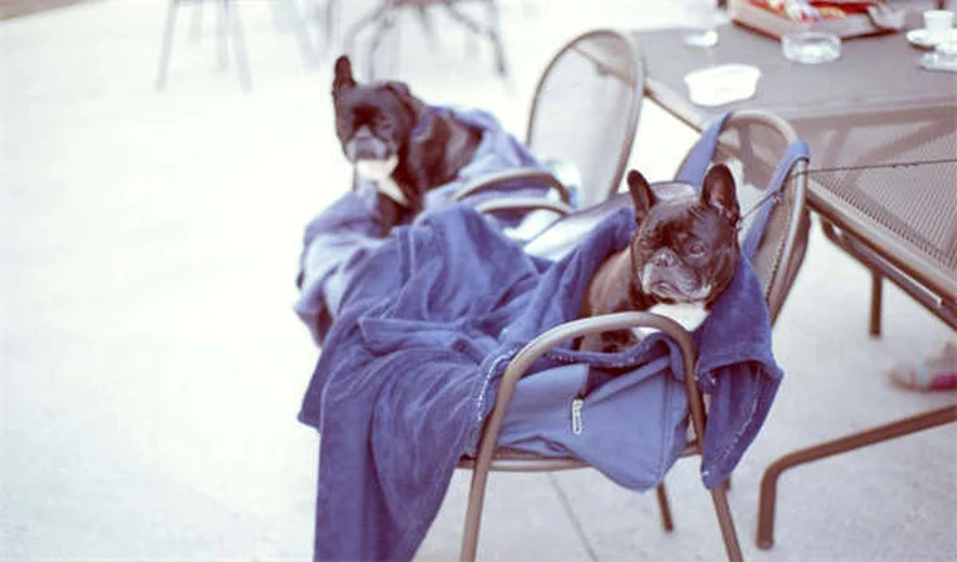 Positive Reinforcement Dog Training: 5 Proven Techniques That Work